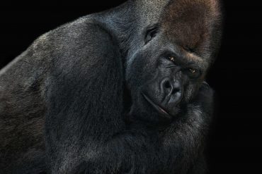 Corning Gorilla Glass