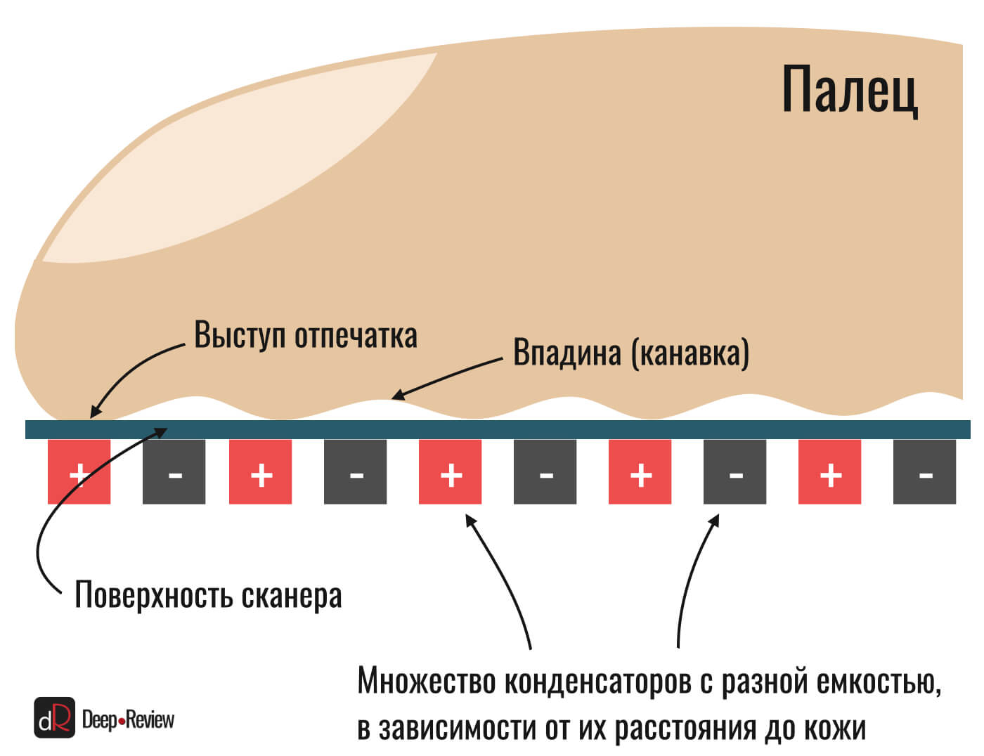 Как работает сканер отпечатка пальца на смартфоне