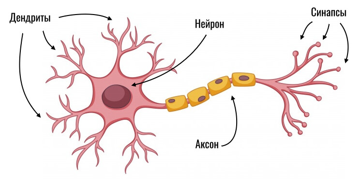 схема нейрона