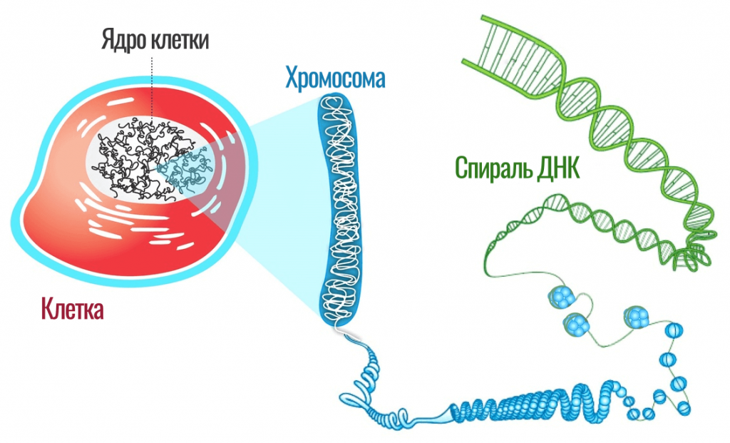 ДНК в клетке