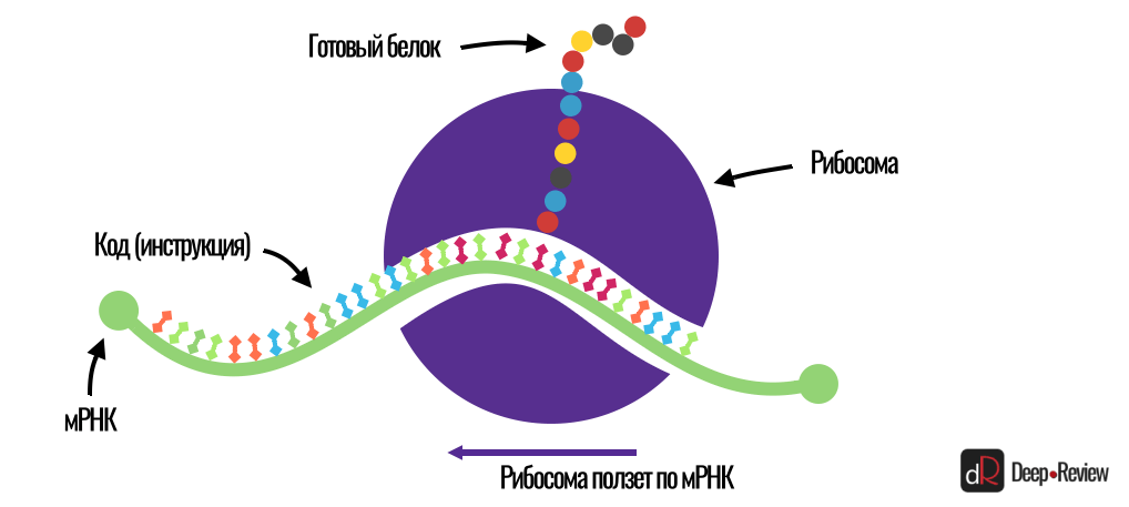 синтез белка в рибосоме на основе мРНК