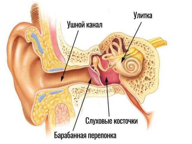 строение уха (внешнее, среднее и внутреннее))
