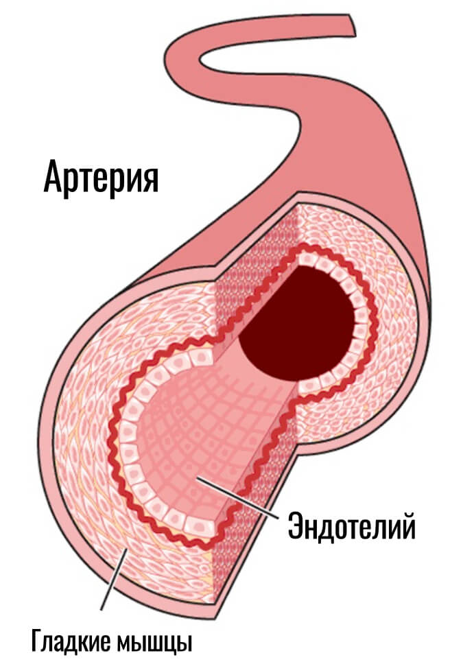 артерия показанная изнутри