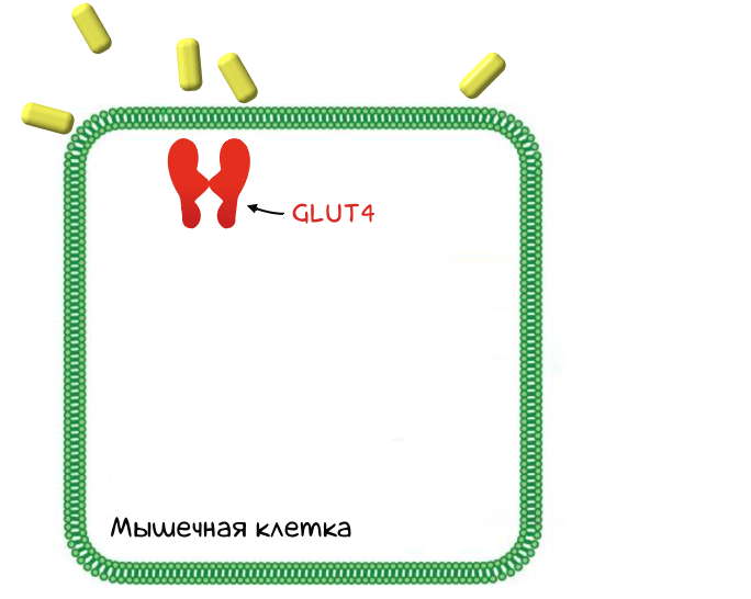 белок-транспортер glut4
